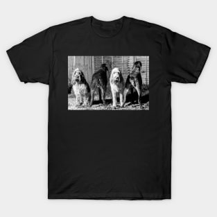 The line up Spinone T-Shirt